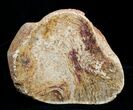 Osmunda Petrified Wood End Slice With Heart #3402-1